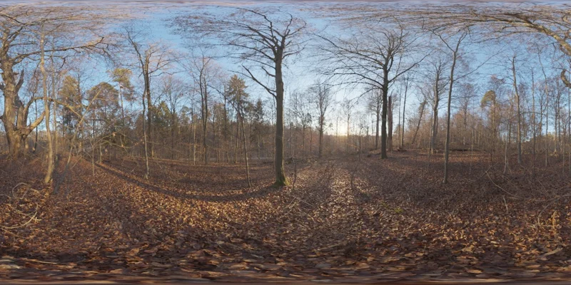 Autumn Forest 04