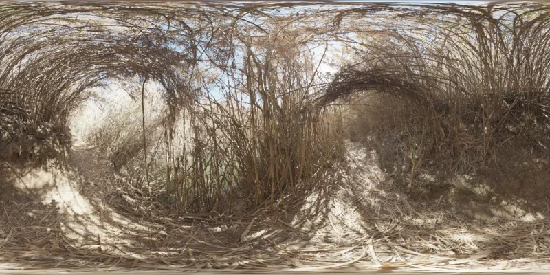 Bamboo Tunnel