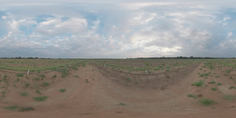 Citrus Orchard