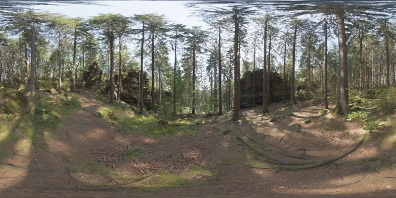 Forest Slope