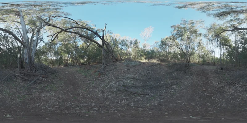Gum Trees