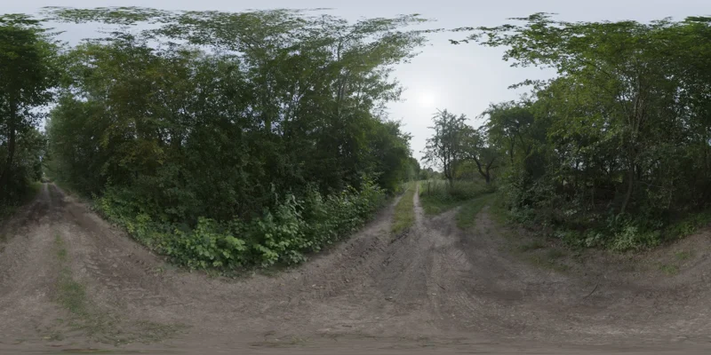 Lush Dirt Path