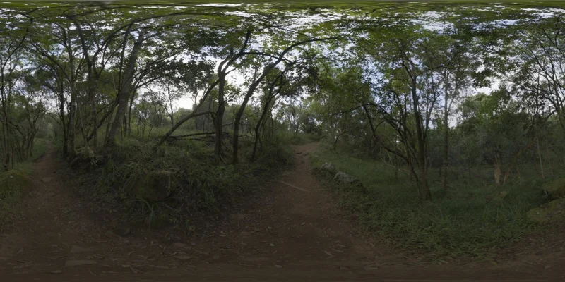Monk's forest
