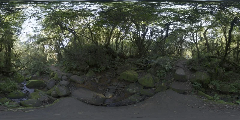 Mossy Forest