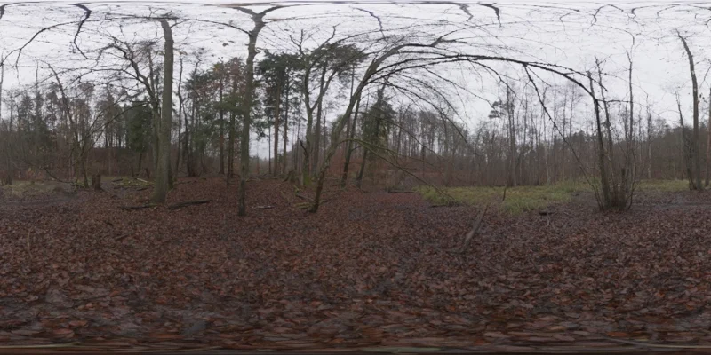 Muddy Autumn Forest
