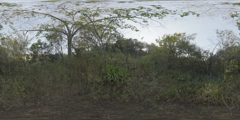 Nature Reserve Forest