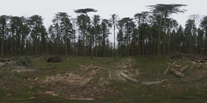 Niederwihl Forest