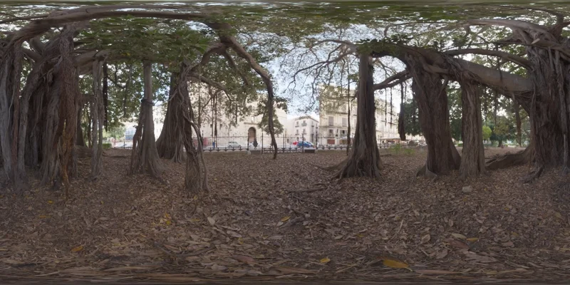 Old Tree in City Park