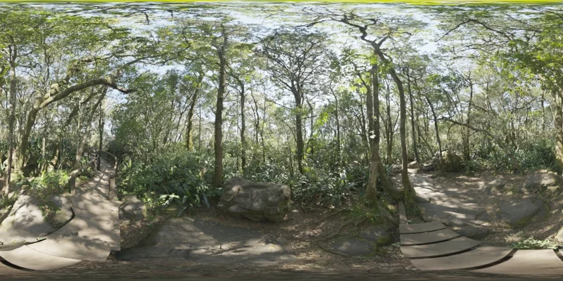 Rainforest Trail