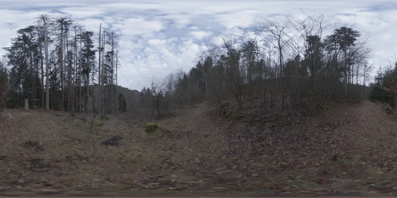 Schachen Forest