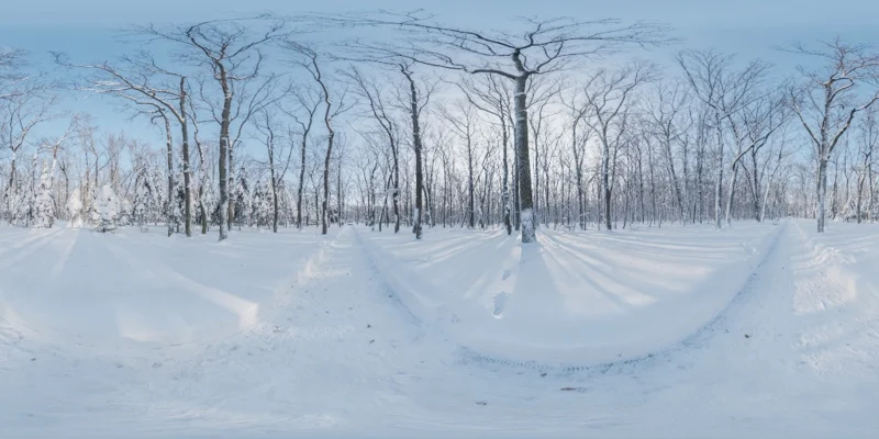Snowy Forest Path 02