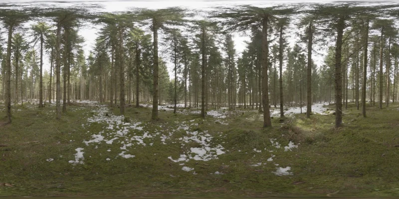 Snowy Forest