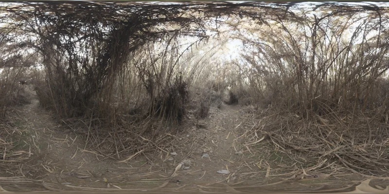 Spooky Bamboo Morning