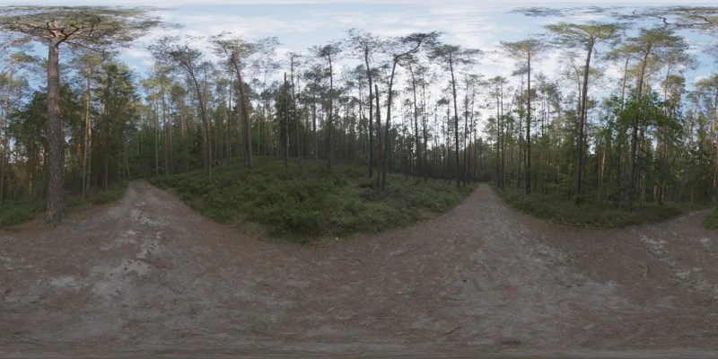 Sunset Forest
