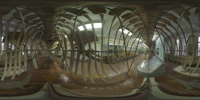Whale Skeleton