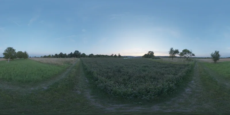 Wildflower Field