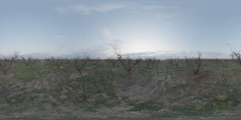 Winter Orchard