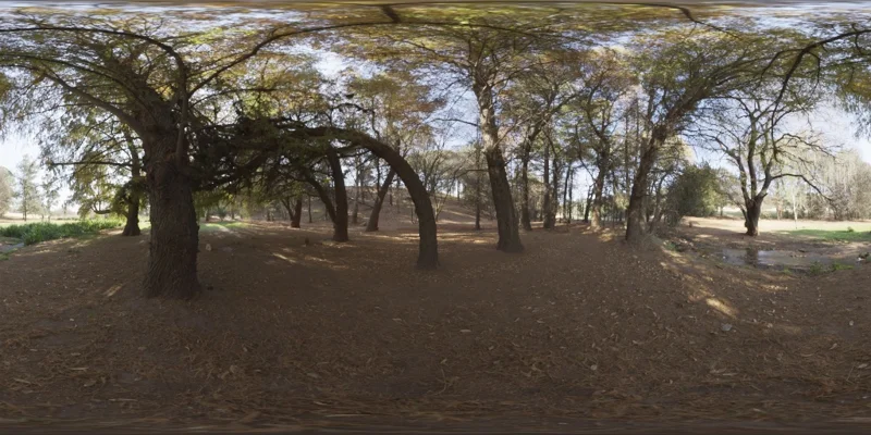 Woods