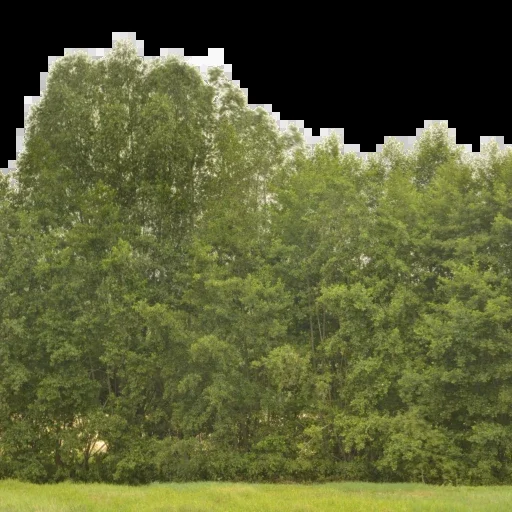Backdrop 005