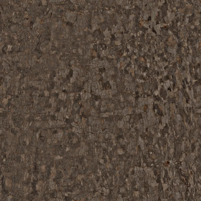 Bark Platanus