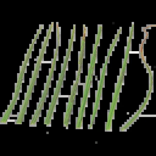 Foliage 001