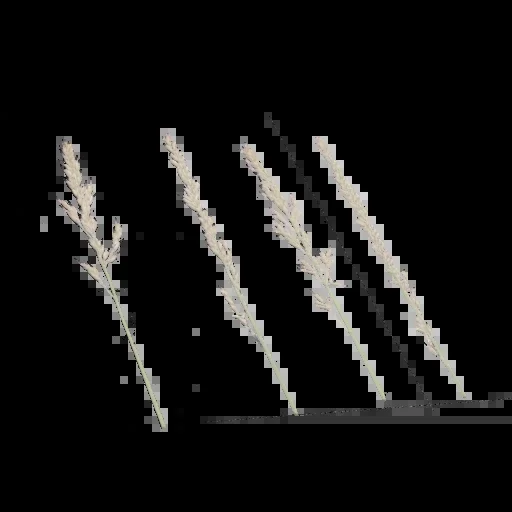 Foliage 002