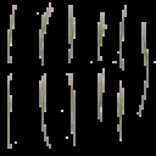 Foliage 004