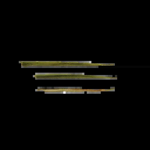 Foliage 005