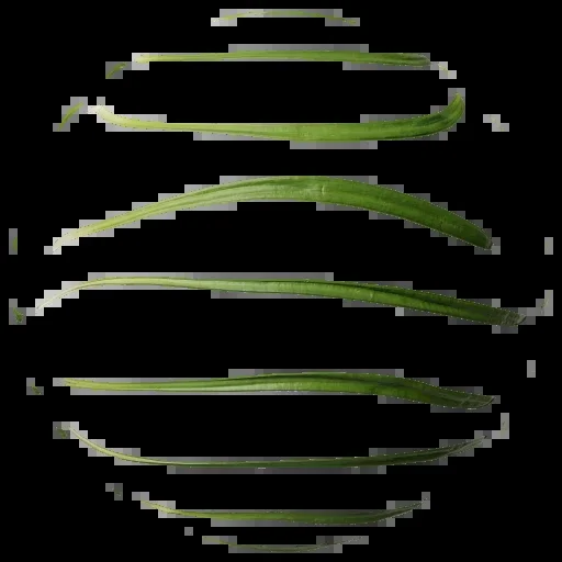 Foliage 008