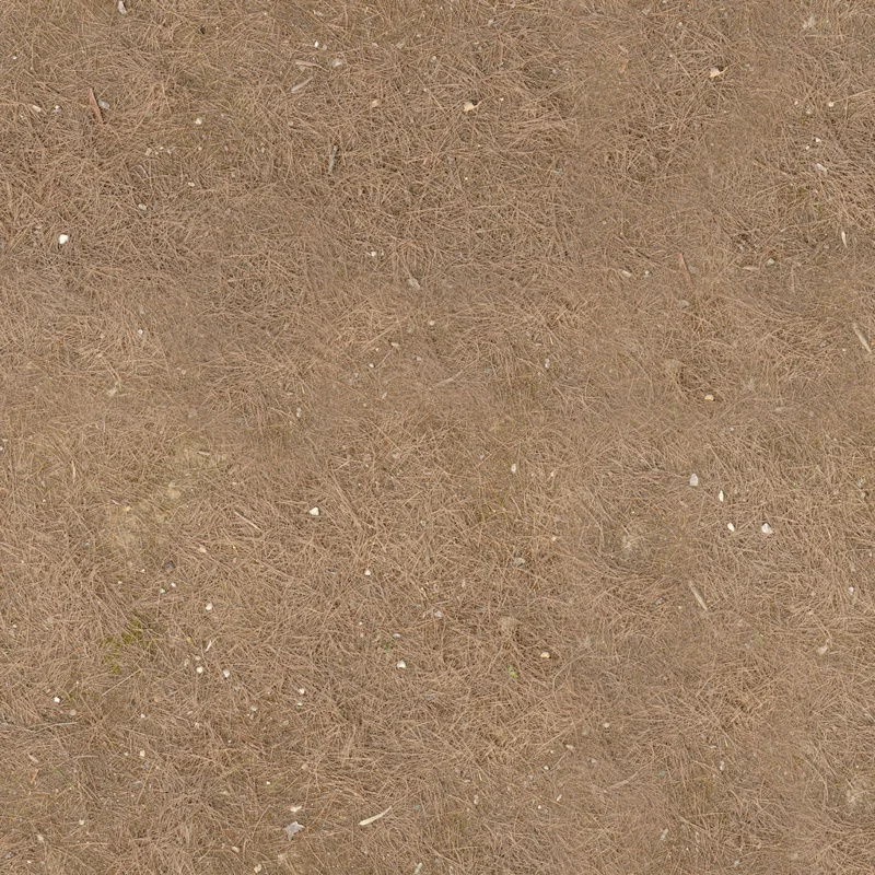 Forest Ground 03