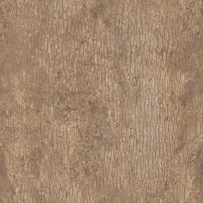 Japanese Camphor Bark