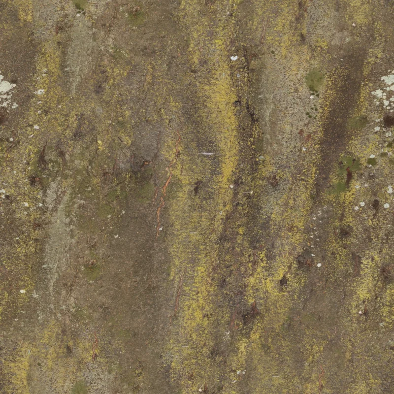 Japanese Hackberry Bark