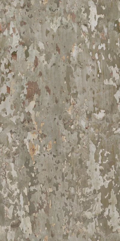 Japanese Sycamore