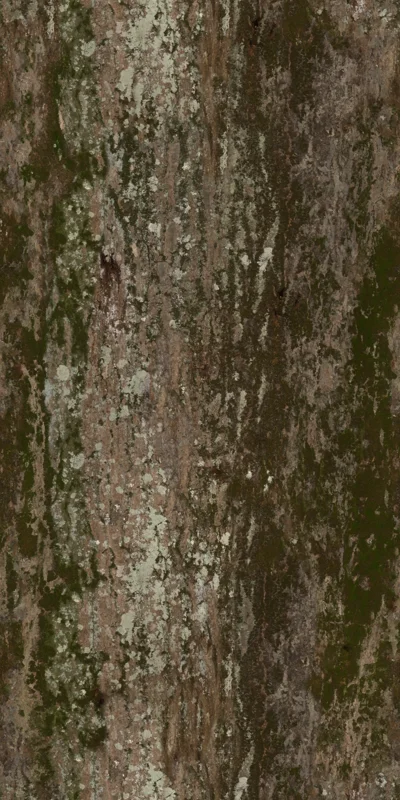 Jolcham Oak Bark 01