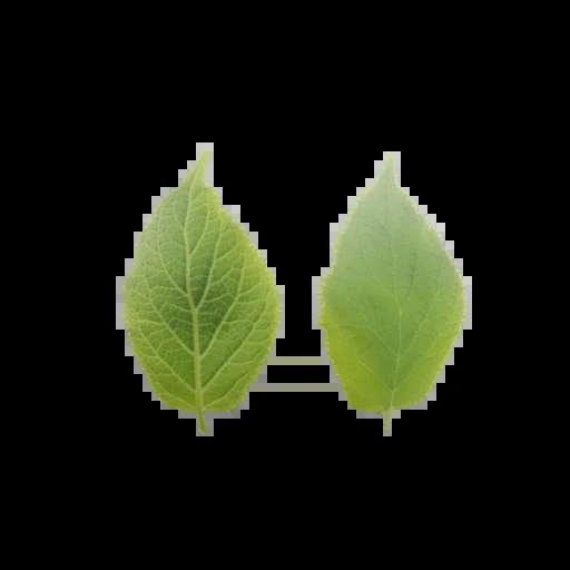 Leaf 001