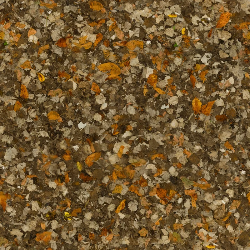 Leaves Forest Ground