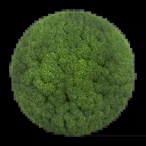 苔 002