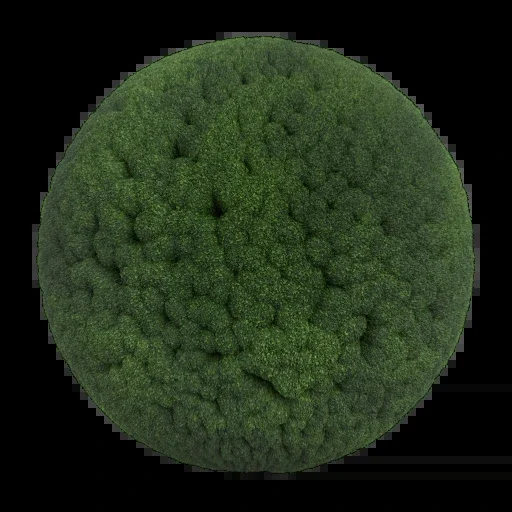 苔 004