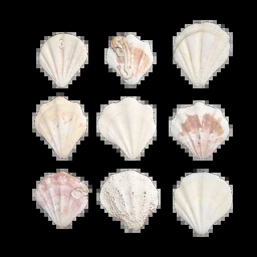 Shell Set 001