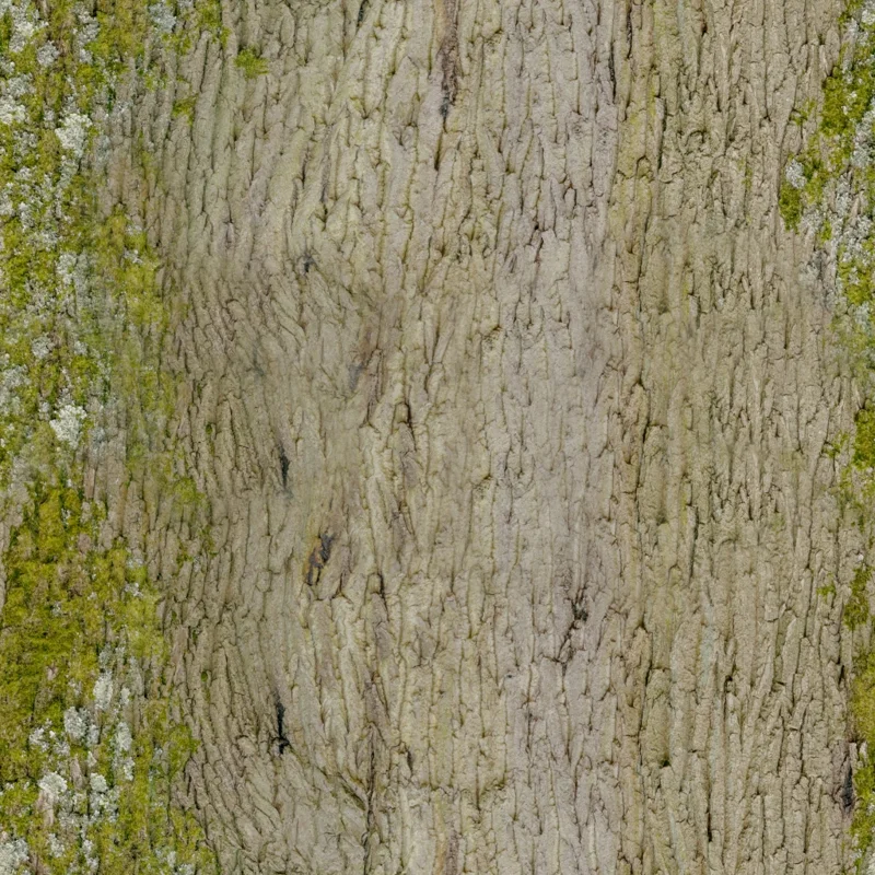 Tree Bark 03