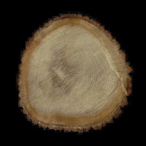 نهاية الشجرة 002