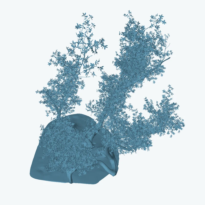 Island Tree 03