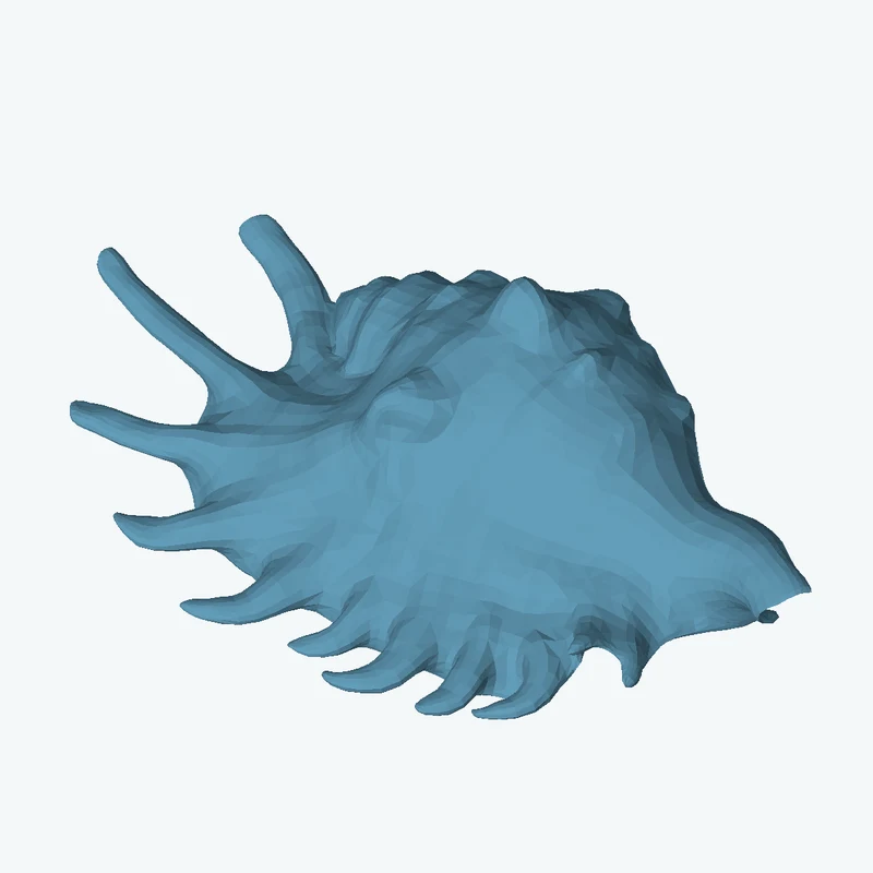 Lambis Shell