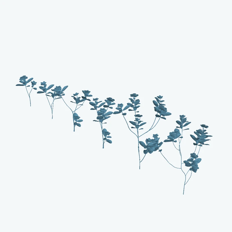 Periwinkle Plant