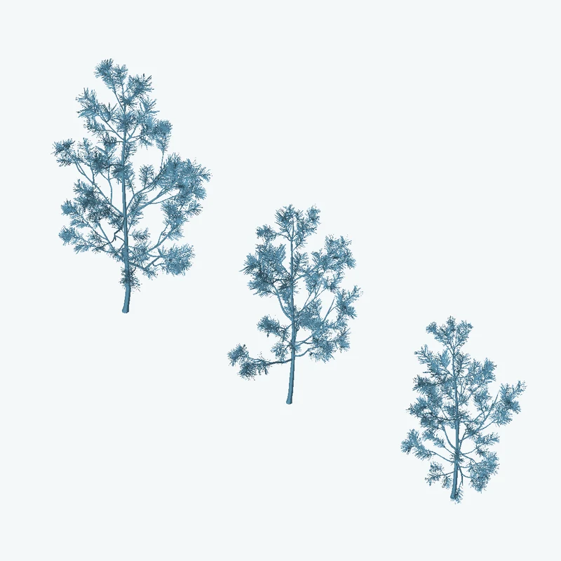Pine Sapling Small