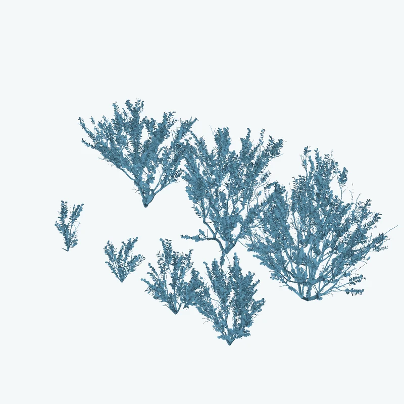 Searsia Lucida