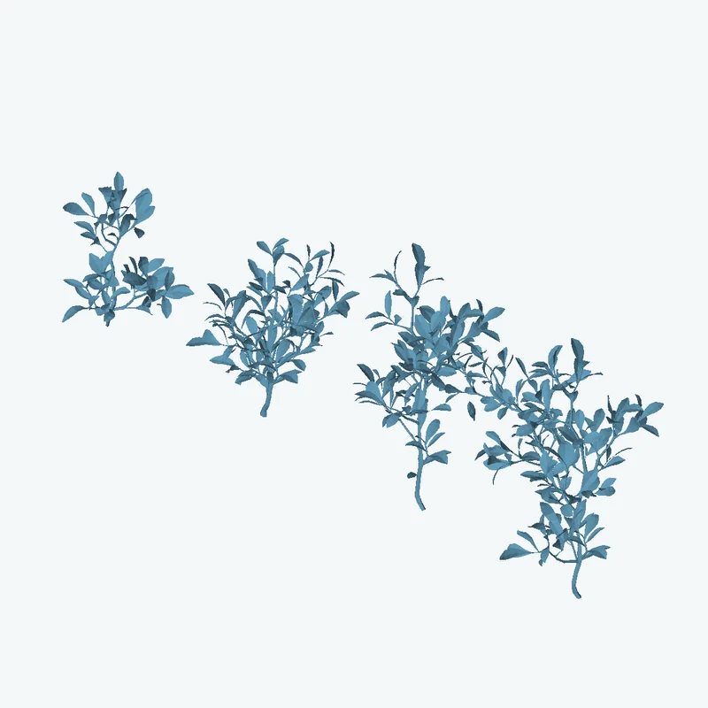 Shrub 04